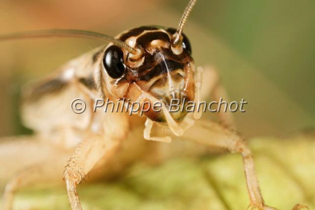 grillon domestique.JPG - in "Tête à tête avec les insectes" ed. Seuil JeunesseAcheta domesticusGrillon domestiqueHouse cricketOrthoptera, GryllidaeFrance